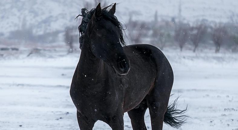 A hóban bolyongó lovat egy drón mentette meg a fagyhaláltól Pest vármegyében