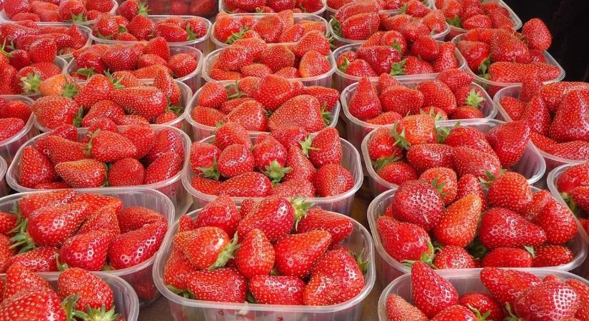 Február végén már a polcokon lehet a görög szamóca