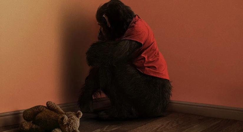 Veszettséget terjesztő majom támadt a bulizó fiatalokra