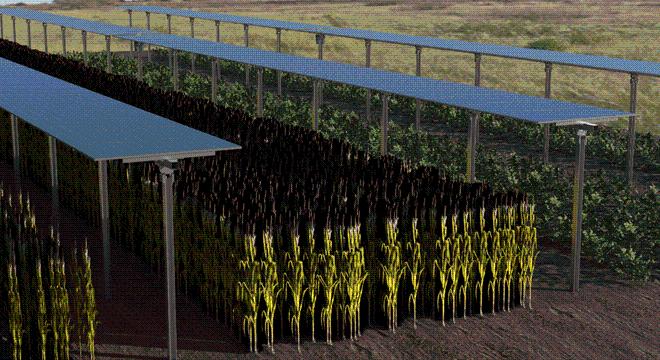 Növénytermesztés és energiatermelés egyben: innovatív projekt a Széchenyi István Egyetem közreműködésével