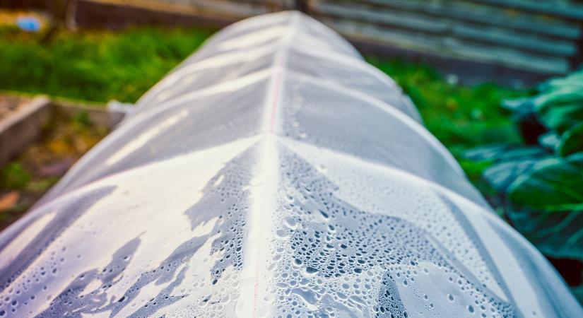 A fóliasátor „izzadása”: miért csapódik le a pára pont hajnalban?