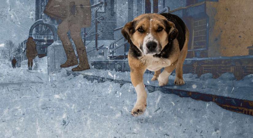 Séta közben felemeli a lábát, harapdálja a mancsát – Mire figyeljünk kutyagazdiként télen?