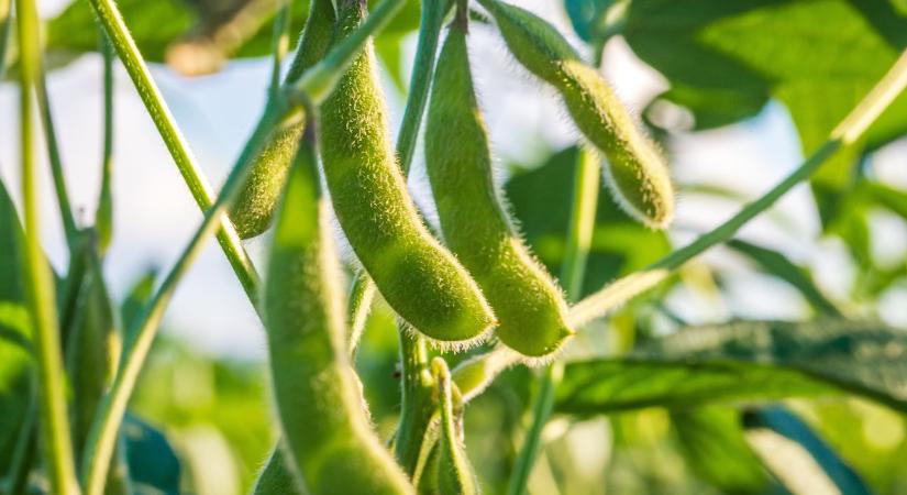 Hazai szója, európai piac – mit hozhat ez a magyar gazdáknak?