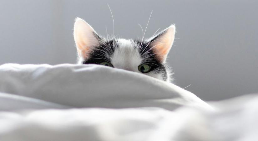 Amikor a macska úgy dönt, hogy rajtad alszik, az soha nem véletlen – és az ok nem csak a testmelegre vezethető vissza