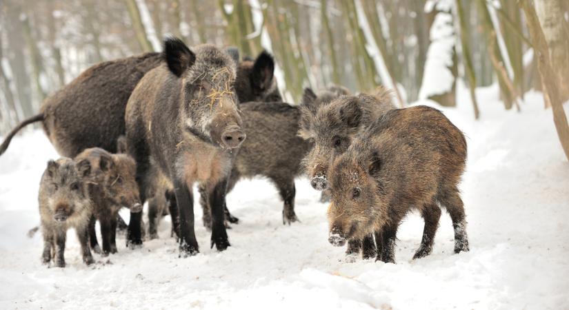 Ez ijesztő: nem is gondolnád, milyen állat kóborolt a magyar településen