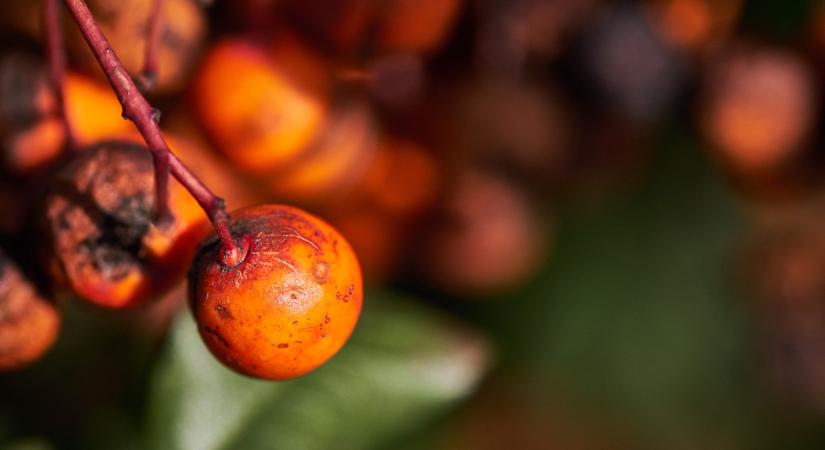 A pálmák szerepe messze túlmutat a dísznövényeken – stratégiai alapanyagok az élelmiszer- és ipari láncokban