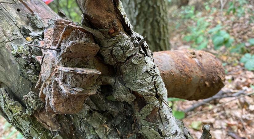 Kerítés alatt, erdőben, városban – bombák miatt riasztották a tűzszerészeket Hevesben