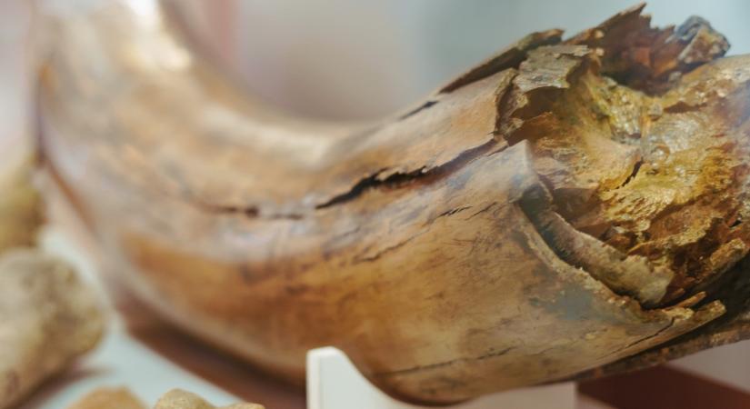 Mamutnak hitték, de valami furcsább lény maradványait őrizgettek a múzeumban