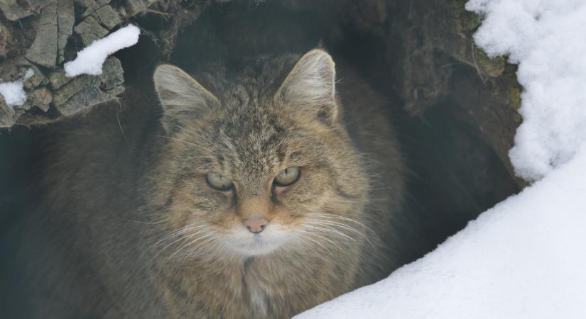 Téli arcokkal várja látogatóit a Hortobágyi Vadaspark