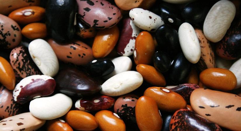 Hogyan lehet megelőzni a bab zsizsikesedését?