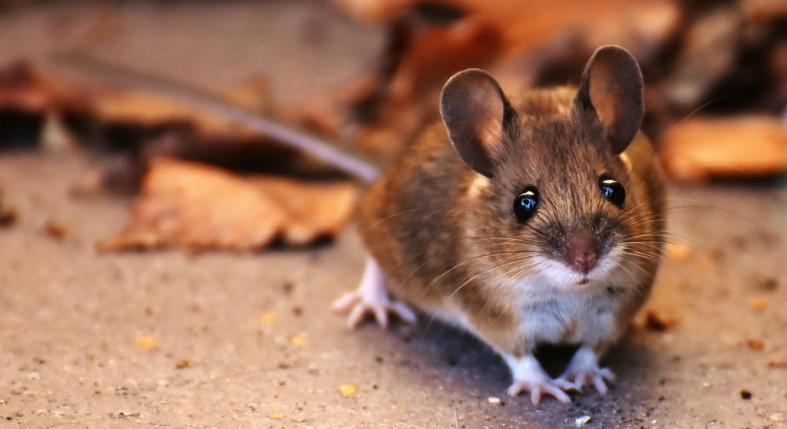 Egerek a padláson, tárolóban: 5 apró jel, hogy átvették az uralmat