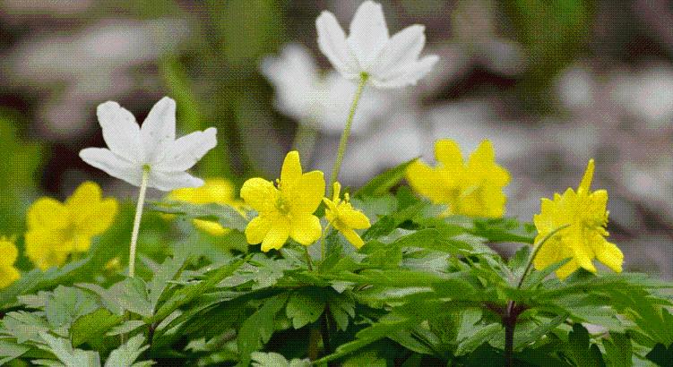 Riasztó jel: a természet nem vár a tavaszra