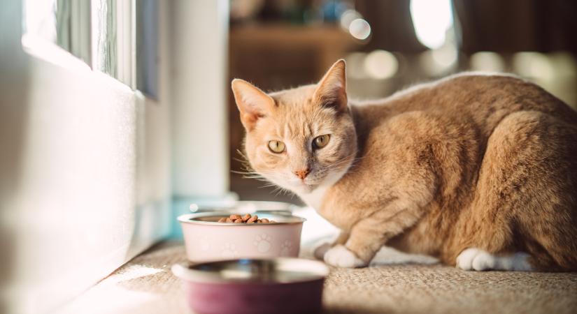 Gazdik mesélnek a macskájuk etetéséről: ennyiszer és ezt adtok a kedvenceiteknek
