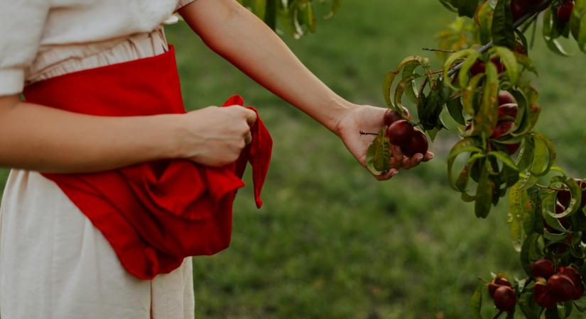 Ez a gyümölcsfa a legjobb a kertedbe a születési hónapod alapján