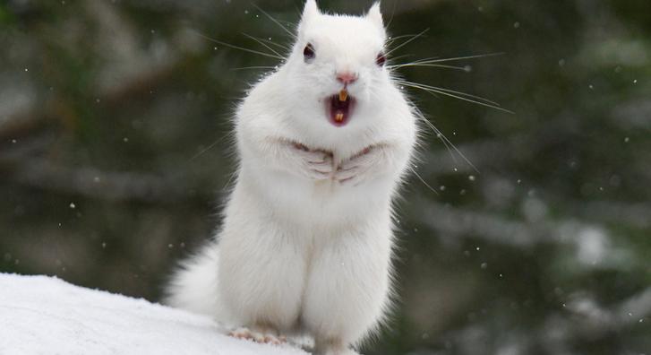 Egy albínó mókus rabolta el a világ szívét