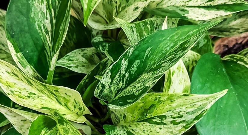 Takácsatka-invázió: hogyan állítsuk meg időben?