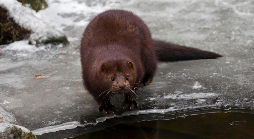 Megjelent egy új, veszélyes ragadozófaj Magyarországon