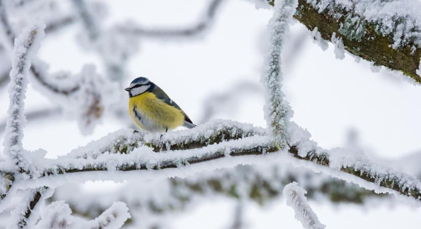 Köd, zúzmara és ónos eső: veszélyes téli időjárás várható