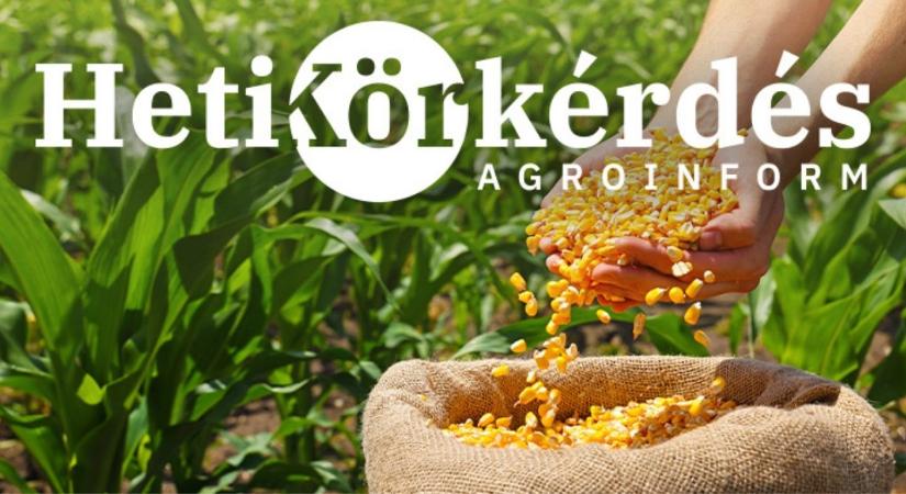 Miért lehetséges ezeknél a kukoricahibrideknél a nagy jövedelemtermelő képesség kiaknázása? – Heti Körkérdés