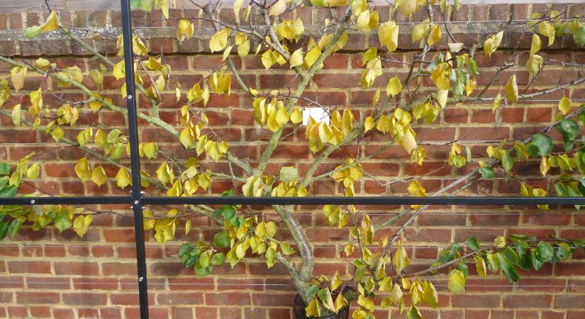 Alakfák: amikor a gyümölcsfa műalkotás volt