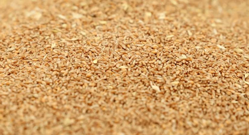 Öt banknak is tartozik a megroggyant agrárcég, aminél sikkasztás miatt nyomoz a rendőrség