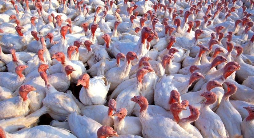 Tovább terjed a vírus: Növekvő esetszámok Európában, új fertőzések Magyarországon