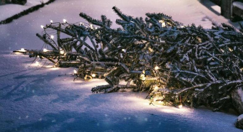 Eltüzelni a leszedett karácsonyfát a legrosszabb ötletek közé tartozik