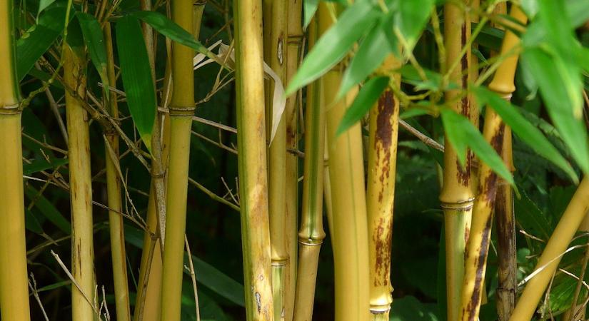 Bambuszok a kertben – mozgás, hang és fegyelem egyetlen növényben