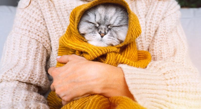 5 dolog, amivel boldogabbá teheted a macskádat télen