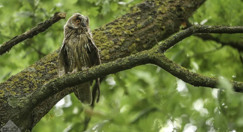Téli baglyos program Győr környékén – önkénteseket várnak a felméréshez