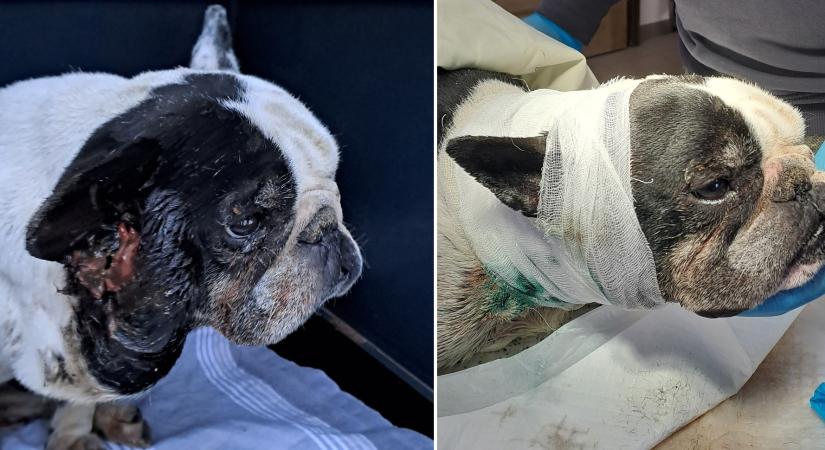 Súlyosan elhanyagolt kutyát mentettek Esztergomban – Vincent gyógyul, de segítségre van szükség