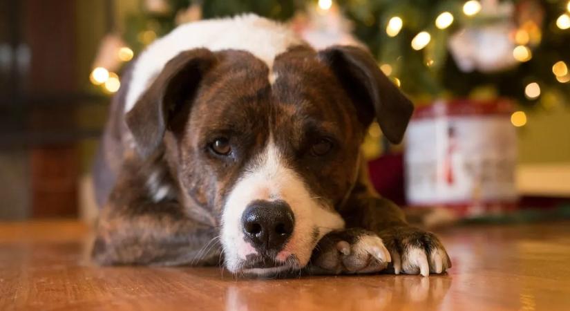 Nagy bajban vannak a szombathelyi kutyások