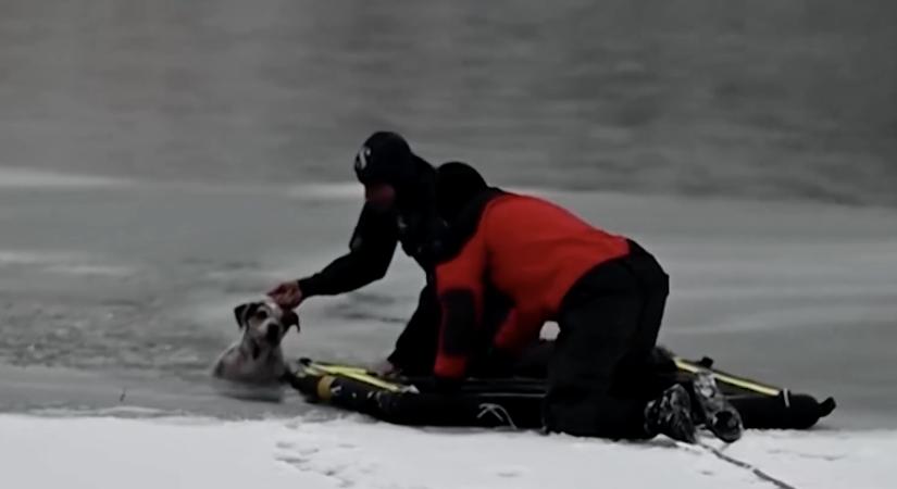 Ettől zeng most a nemzetközi sajtó: jeges vízbe zuhant kutyát mentettek a magyar tűzoltók (Videó!)