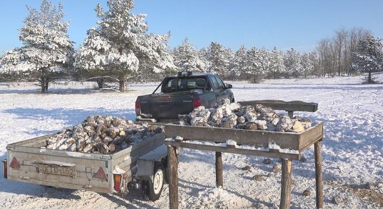 A vadak életét mentheti a kemény télben az etetés