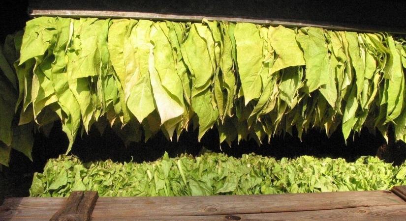 Fontos határidő a dohánytermelőknek: február 15.