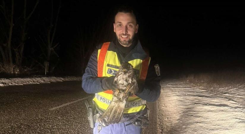 Egy egerészölyv és a mezőcsáti rendőrök esete