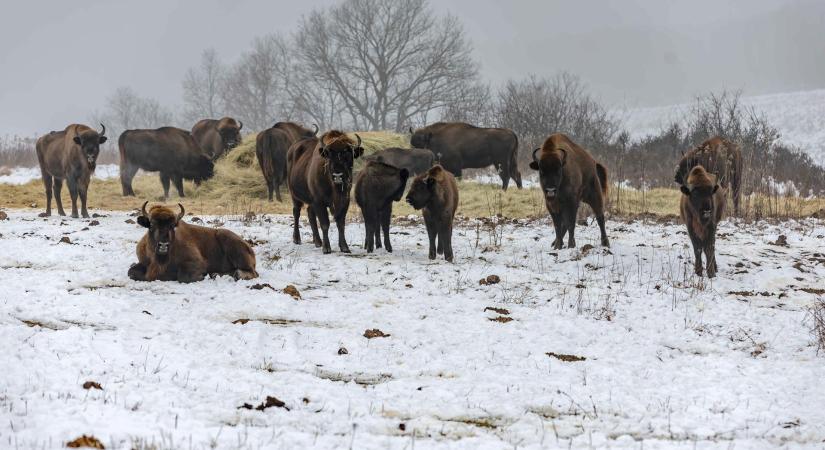 Tovább erősödik a természetvédelem az Őrségi Nemzeti Parkban