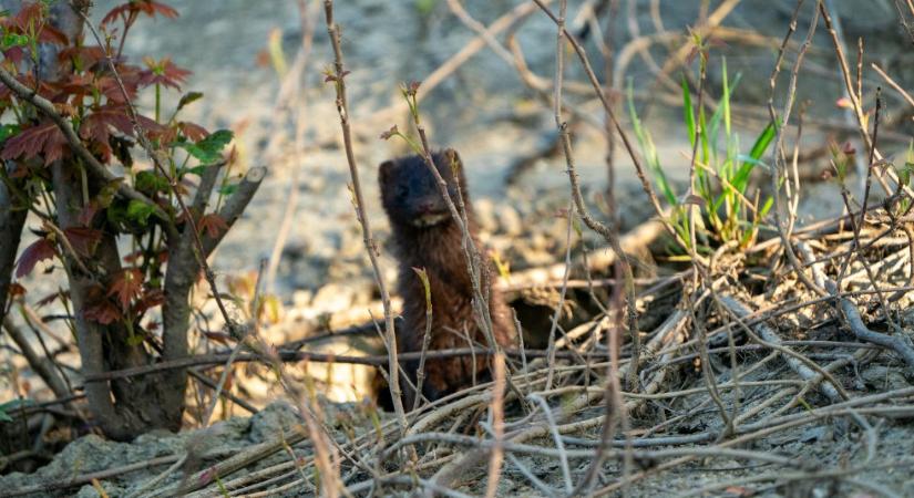 Megjelent egy veszélyes ragadozó Magyarországon, a lakosság segítségét kérik