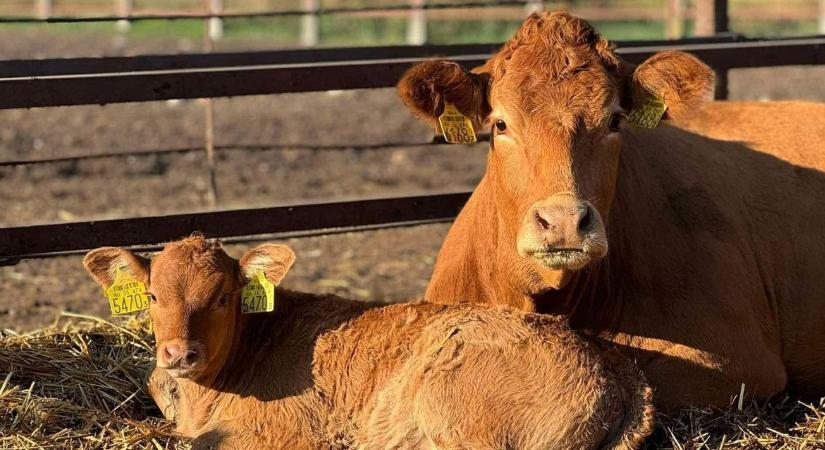 Multitól a legelőig – egy tudatos életváltás története Nádudvarról