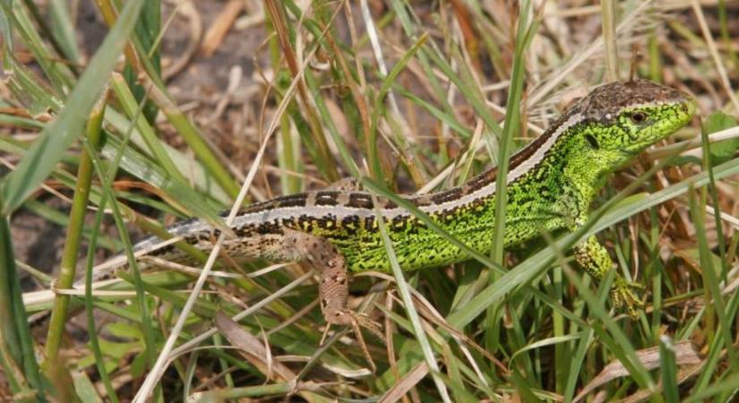 Igen fürge az idei év hüllője