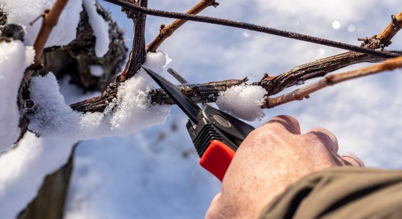 Szőlő metszése januárban – a biztos kezdő lépések tőkénként