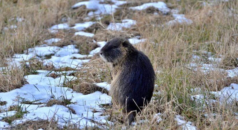 Pusztítják a nádast a Fertő tónál – fotókon a mindent felfaló inváziós rágcsálók
