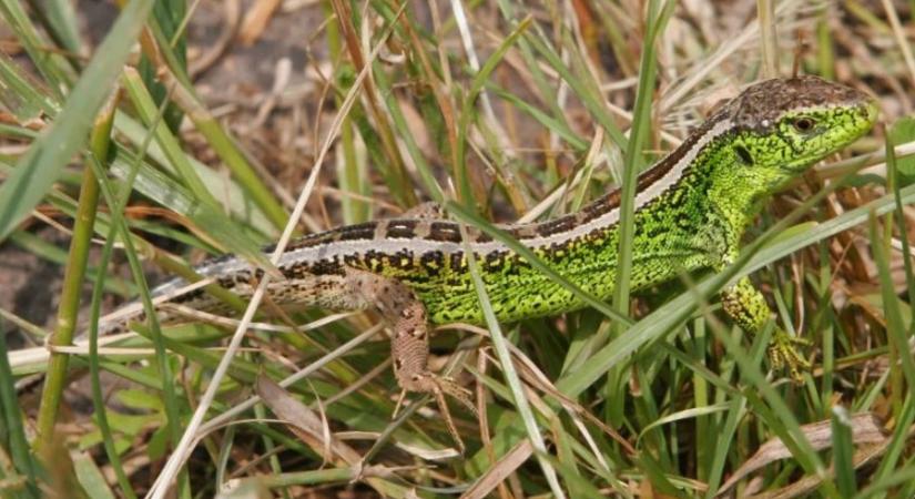 A fürge gyík az év hüllője 2026-ban