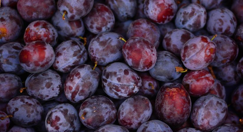 Jelentősen nőtt a német szilvatermés 2025-ben