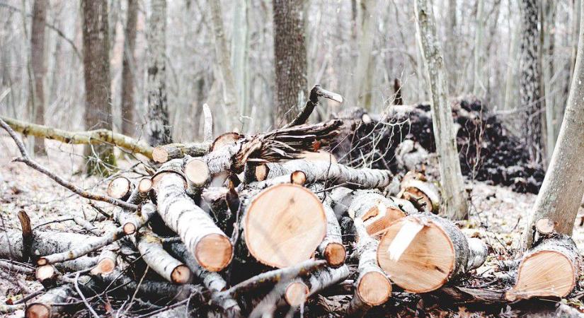 Polgár: hideg van, támogatás nincs