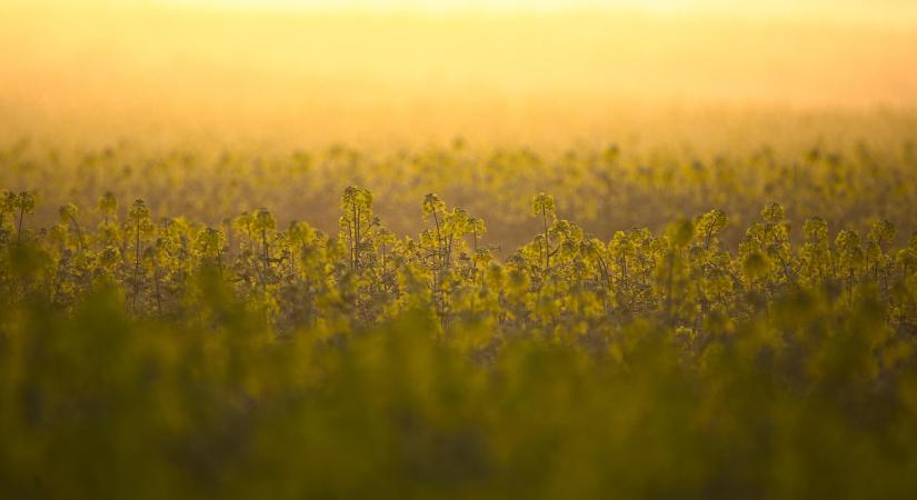 Biztatóan indul a repceszezon