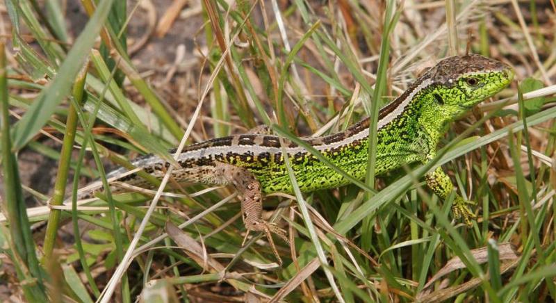 A fürge gyík lett 2026-ban az év hüllője