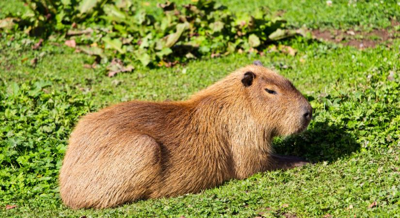 „Elpusztult egy kapibara, egy szervál lábát amputálni kellett”
