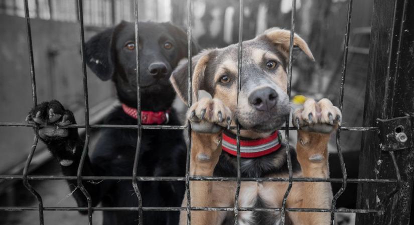 Azonnali önkormányzati támogatást kapnak a Fehérvárhoz tartozó menhelyek