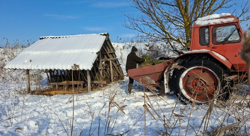 Hogyan próbálják minimalizálni a zord hidegben a vadkárokat? Így zajlik a folyamat